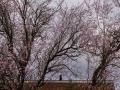 7-jhk-20240225-1001