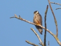 P9040062a