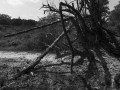 Site-Spooky-Woods-2