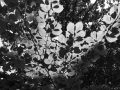 Site-Spooky-woods-4