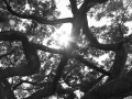 Site-Spooky-woods-5